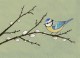 Blaumeise