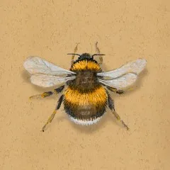 Hummel