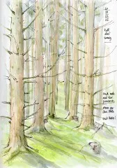 01.04.2026: Wald oder Wildnis?