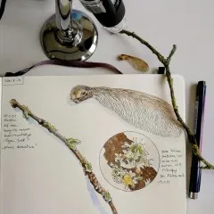 Naturstudien, 2019-2025
